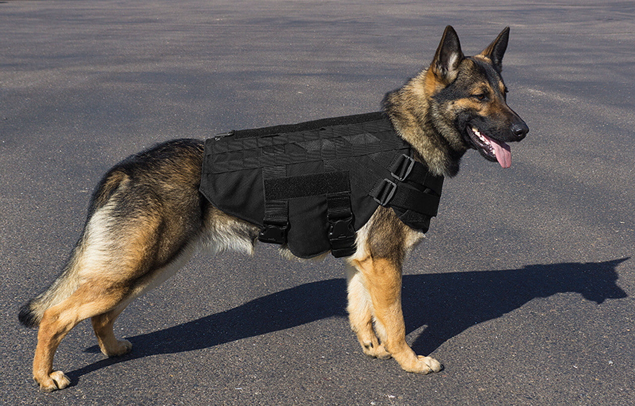 A Comprehensive Guide to Choosing the Best K9 Body Armor - Worldwide ...